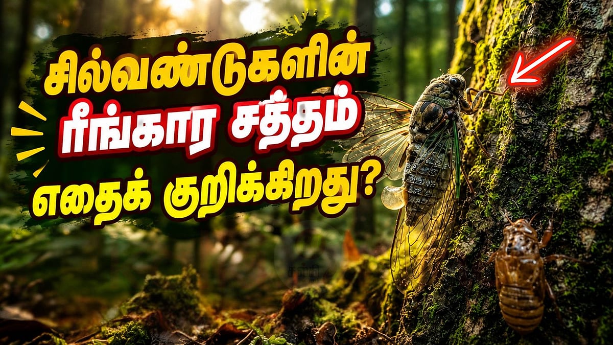 சில்வண்டுகள் எழுப்பும் ரீங்கார சத்தத்தின் பின்னணி என்ன?