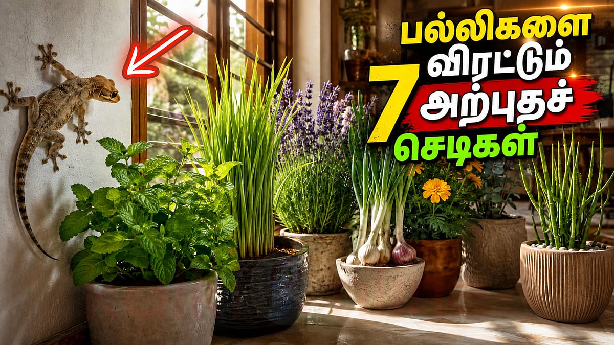 பல்லிகள் தலைதெறிக்க ஓடணுமா? உடனே இந்த 7 செடிகளை உங்க வீட்ல வளருங்க!