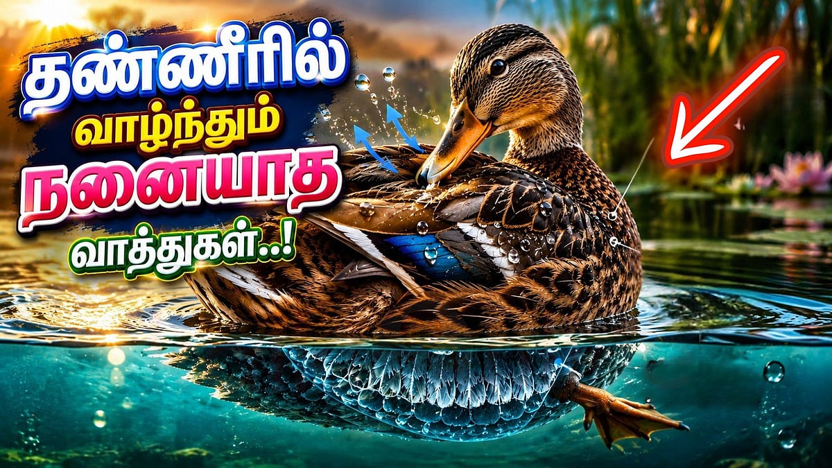 தண்ணீரில் வாழ்ந்தும் நனையாத வாத்துகள் - காரணம் தெரியுமா?