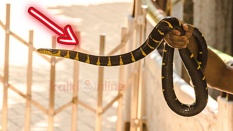 common krait snake in home கட்டுவிரியன் பாம்பு