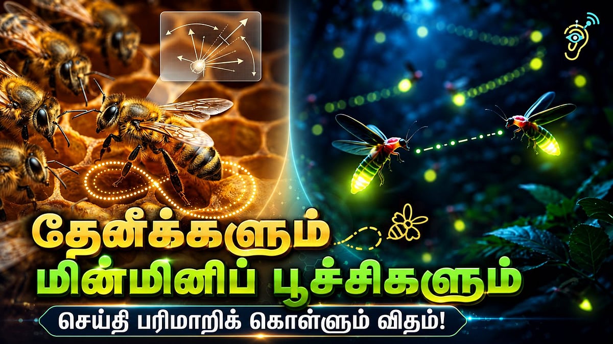 மின்மினிப் பூச்சிகள் ஏன் ஒளிர்கின்றன? அதிர்ச்சியூட்டும் காரணம் இதுதான்!