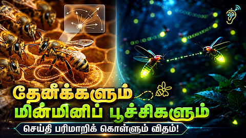 பூச்சிகள் | Firefly glow and The dance of the bees