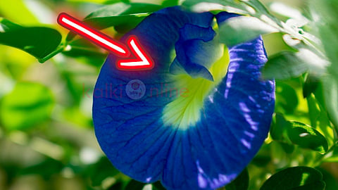 Aparajita flower அபராஜிதா மலர்