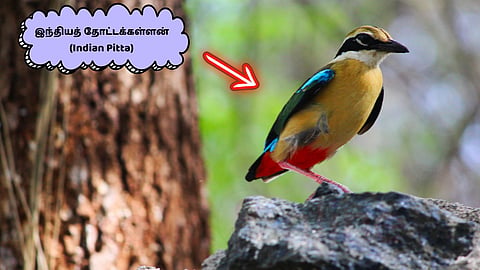Indian Pitta | இந்தியத் தோட்டக்கள்ளன்