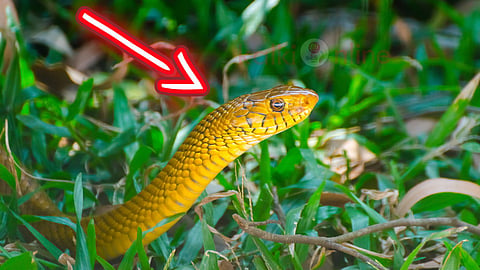 Rat snake facts சாரைப் பாம்பு