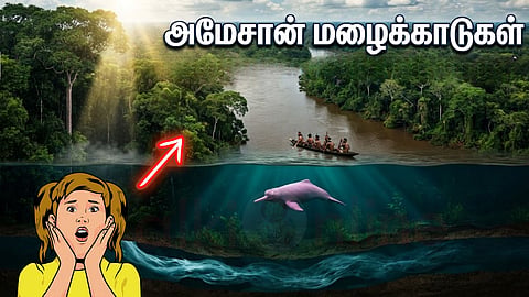 அமேசான் மழைக்காடுகள் | Amazon Rainforest