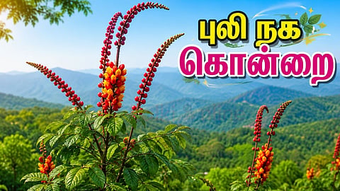 புலி நக கொன்றை | Moullava spicata