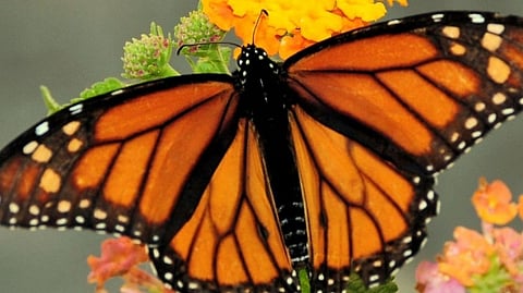 Butterfly