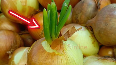 முளைத்த வெங்காயம் Sprouted onion