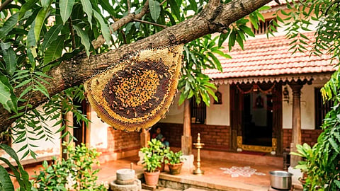 தேன்கூடு வாஸ்து - Bee Hive Vastu