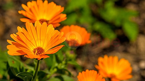 Calendula | காலெண்டுலா 