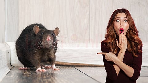Rat in the house | எலி