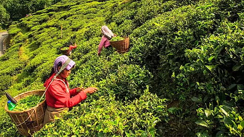 தேயிலை வகைகள் - Healthy Tea Options