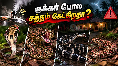 விரியன் பாம்பு Snake bite treatment