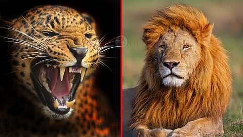 Lion vs Jaguar comparison சிங்கம் ஜாகுவார்