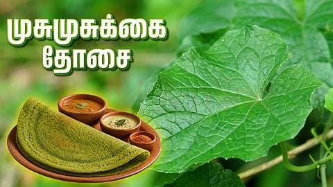 Musumusukkai Dosa | முசுமுசுக்கை தோசை