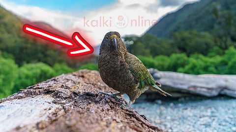 காகாபோ கிளி Kakapo bird conservation