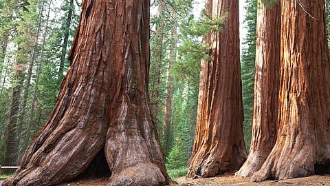 செகோயா மரம் | Sequoia Trees