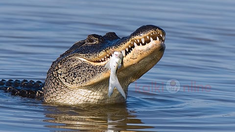 நிஜ அலிகேட்டர்கள் True alligators evolution