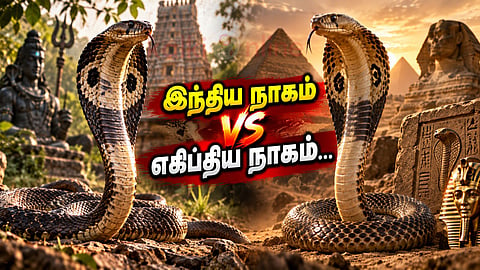Egyptian and Indian cobra நாகப் பாம்புகள்