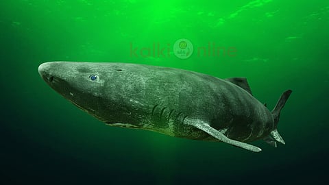 கிரீன்லாந்து சுறா Greenland shark lifespan