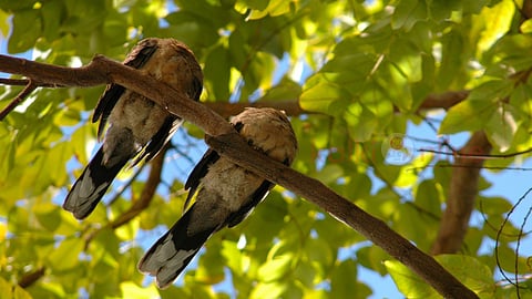 தூங்கும் பறவைகள் sleeping birds science