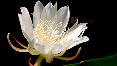 இரவுப் பூக்கள் Night blooming flowers