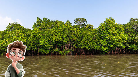 மாங்குரோவ் காடுகள் | Mangrove forest