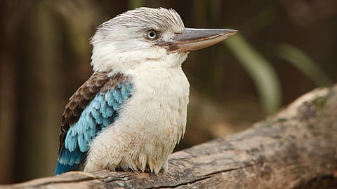 கூக்கபரா | Kookaburra bird 