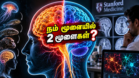 Human brain evolution மனித மூளை
