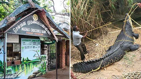 சென்னை முதலைப்பண்ணை - Chennai Crocodile Bank