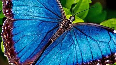 Butterfly wings powder பட்டாம்பூச்சி சிறகு