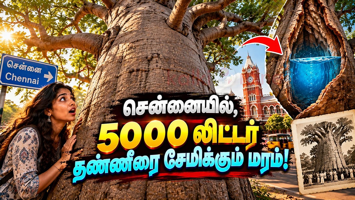 சென்னையில் 400 ஆண்டு பழமையான பவோபாப் மரங்கள்: 5000 லிட்டர் நீர் சேமிக்கும் திறன்
