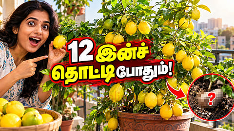 எலுமிச்சை வளர்ப்பு Lemon tree in pots