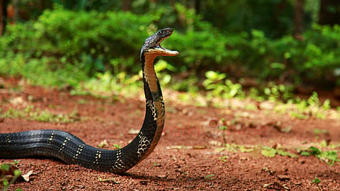 ராஜநாகம் King cobra nest