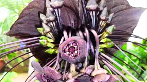 டெவில் ஃப்ளவர் - Devil Flower