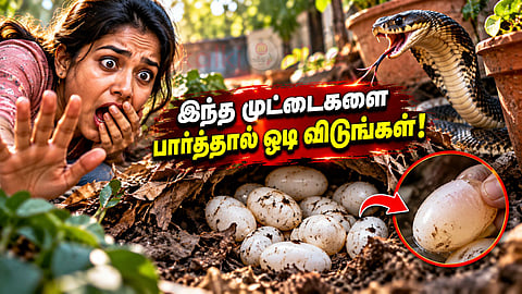 பாம்பு முட்டைகள் Snake eggs identification
