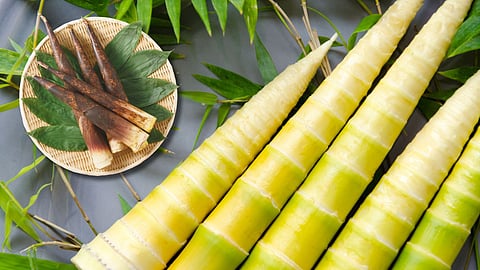 Bamboo Shoots - மூங்கில் தளிர்கள்
