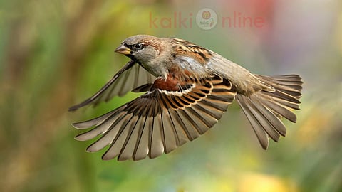 சிட்டுக் குருவிகள் House sparrows