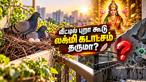 புறா கூடு Pigeon nest in balcony