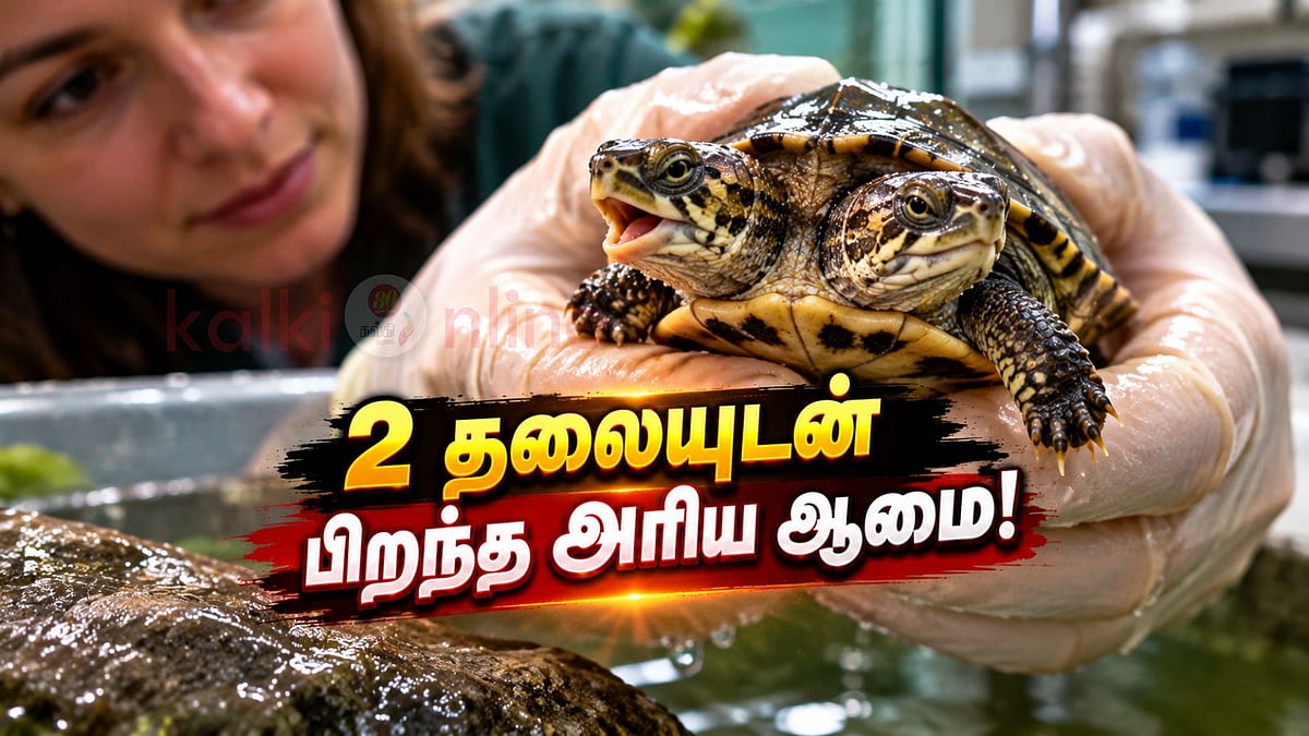 மாசசூசெட்ஸில் இரட்டைத் தலை ஆமை கண்டுபிடிப்பு