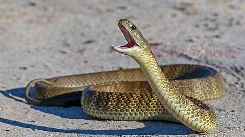 வீட்டுக்குள் பாம்பு Snake in house safety