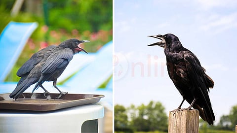 காகம் கரைந்தால் - Crow cawing meaning