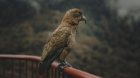 கியா கிளி | Kea parrot