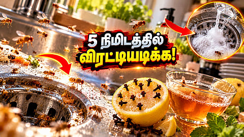 சமையலறை ஈக்கள் fruit flies   