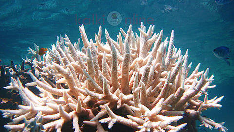 Coral Reef