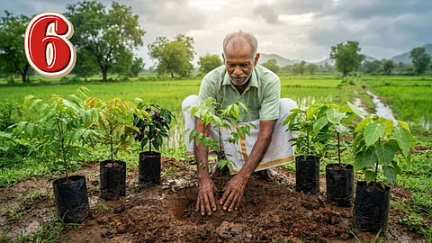 வடகிழக்கு பருவமழை மரக்கன்றுகள் |monsoon planting