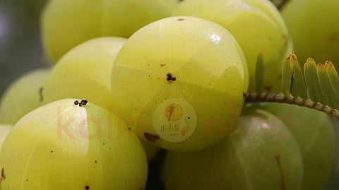 Amla health benefits