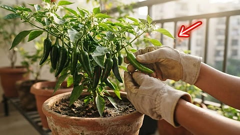 மிளகாய் செடி  | Chili plant