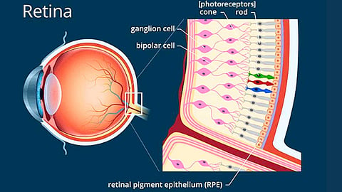 கூம்புச் செல்கள் - Color vision